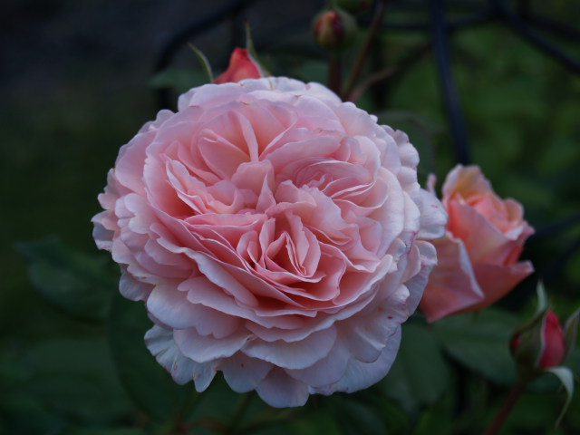 A Shropshire Lad